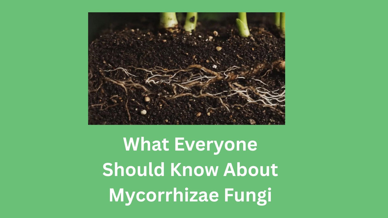 What Everyone Should Know About Mycorrhizae Fungi.