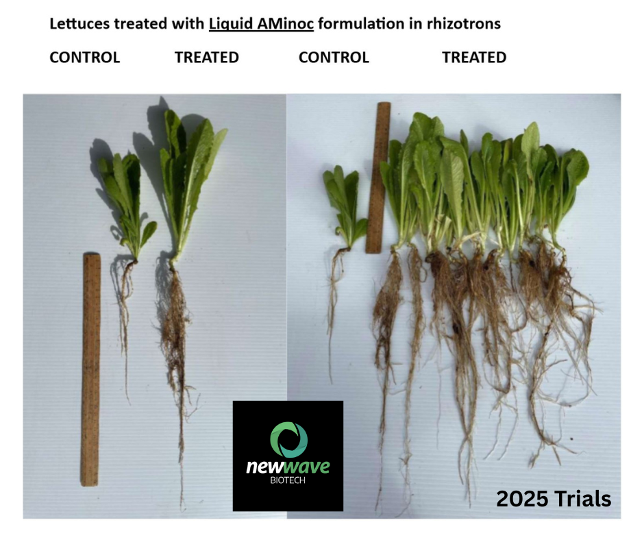 Seeing is believing! Liquid AMinoc formulation with Live Mycorrhizae Lettuce Trials 2025